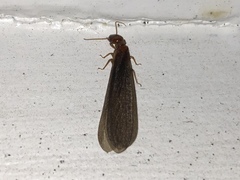 Zootermopsis nevadensis