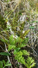 Cryptogramma sitchensis