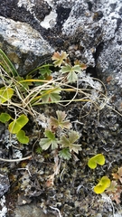 Potentilla × villosula