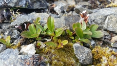Salix stolonifera