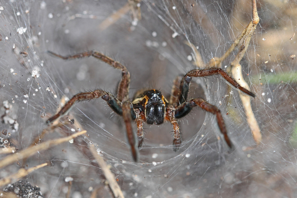 Sosippus floridanus