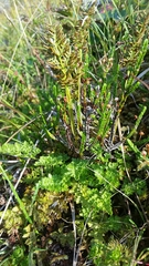 Cryptogramma sitchensis