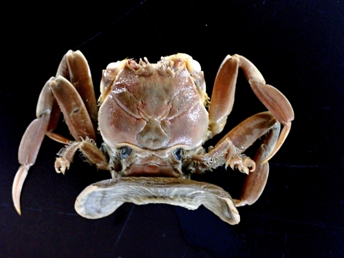 Dorippoides facchino observed 2025-04-27