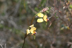 Diuris longifolia