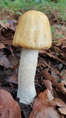 Agaricus nanaugustus