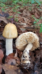 Agaricus nanaugustus