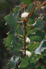 Hakea undulata