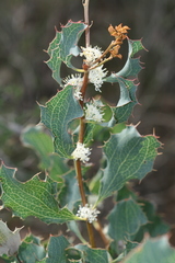 Hakea undulata