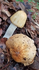 Agaricus nanaugustus