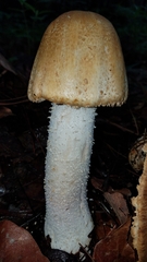 Agaricus nanaugustus
