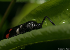 Callitettix versicolor