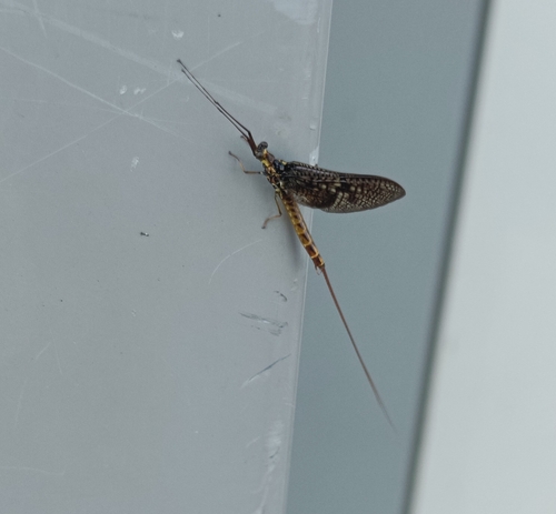 Drake Mackerel, 6811 AD Arnhem, Nederland, photo 8 of 10
