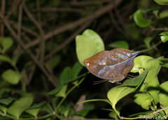 Kallima horsfieldii