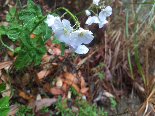 iNaturalist observation photo of milkmaids