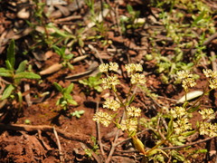 Lamb's Lettuce (Valerianella microcarpa)