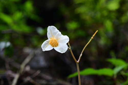 Snow Poppy
