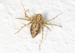 Oxyopes aglossus