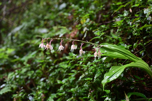 Calanthe aristulifera