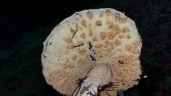 Agaricus nanaugustus
