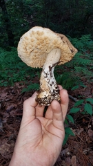Agaricus nanaugustus