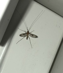 Macrocera