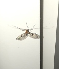 Macrocera