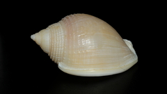 Semicassis semigranosa