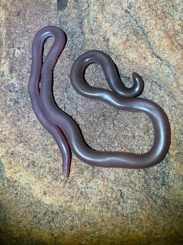 Sandamara Blind Snake
