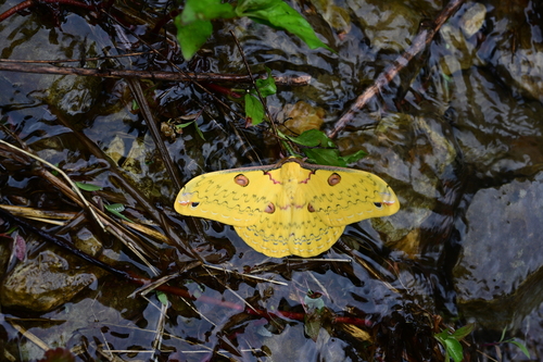 Loepa kuangtungensis