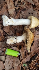 Agaricus nanaugustus