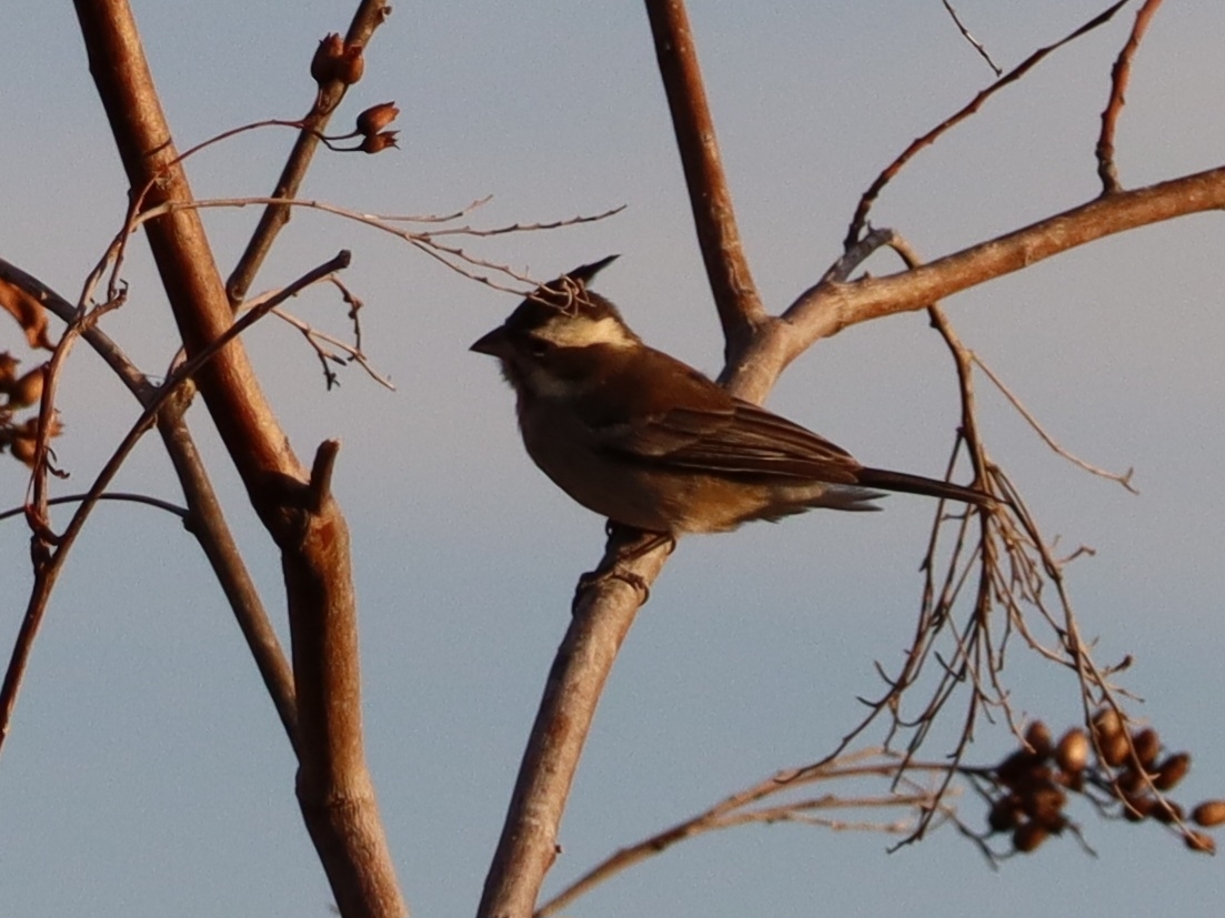 Black-crested Finch (Lophospingus pusillus), photo 9