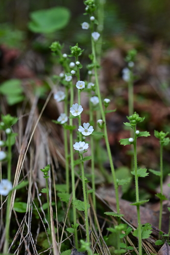 Stimpsonia chamaedryoides