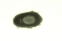 Coniontis ovalis