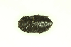 Coniontis ovalis