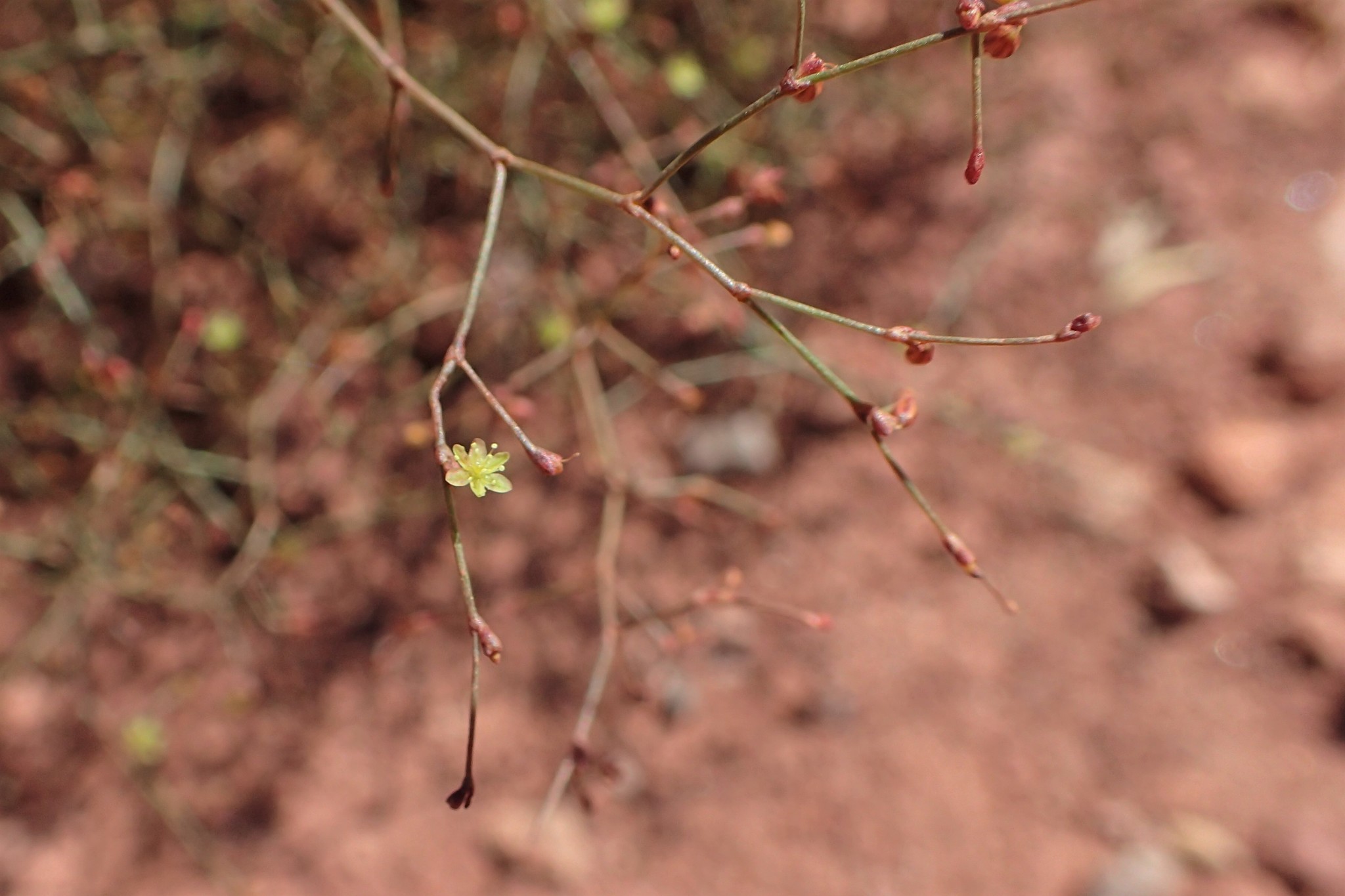 Eriogonum wetherillii