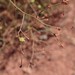 Eriogonum wetherillii - Photo (c) Kenraiz, algunos derechos reservados (CC BY-SA)