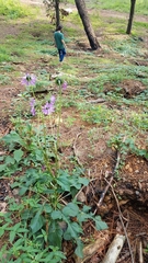 Iostephane heterophylla