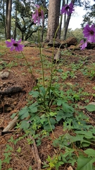 Iostephane heterophylla