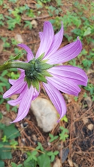Iostephane heterophylla