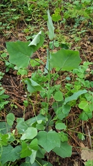 Roldana sessilifolia