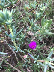 Lampranthus stipulaceus