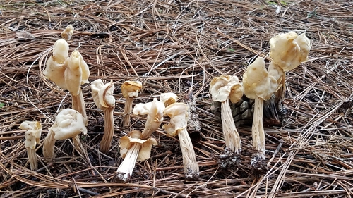 Garbanotoji alvytė nuotrauka