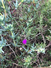 Lampranthus stipulaceus