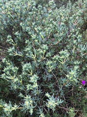 Lampranthus stipulaceus