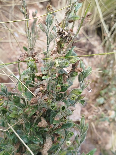 Nicotiana undulata, photograph 2