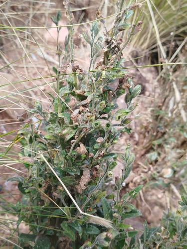 Nicotiana undulata
