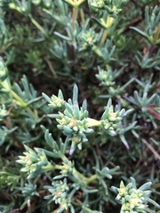 Lampranthus stipulaceus