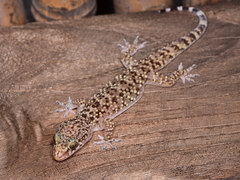 Turkish Gecko photo 5