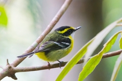 Yellow-Breasted Boatbill photo 2