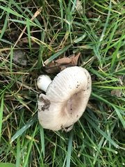 Russula pectinatoides